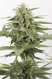 Blue Kush Auto Alien Seeds