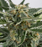 Critical Maxi Auto Alien Seeds