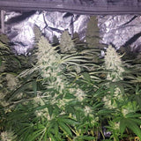 Blue Kush Auto Alien Seeds