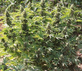 Critical Maxi Auto Alien Seeds
