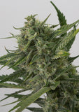 Blue Kush Auto Alien Seeds