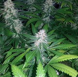 Skunk Auto Alien Seeds