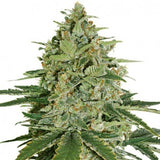 Skunk Auto Alien Seeds