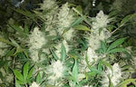 Ak 47 Auto Alien Seeds