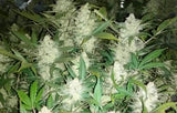 Ak 47 Auto Alien Seeds