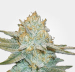 Ak 47 Auto Alien Seeds