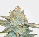 Ak 47 Auto Alien Seeds