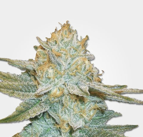 Ak 47 Auto Alien Seeds