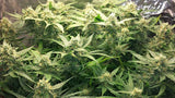 Amnesia Haze Auto Alien Seeds