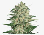 Big Bud Auto Alien Seeds