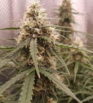 Lemon Haze Auto Alien Seeds