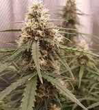 Lemon Haze Auto Alien Seeds
