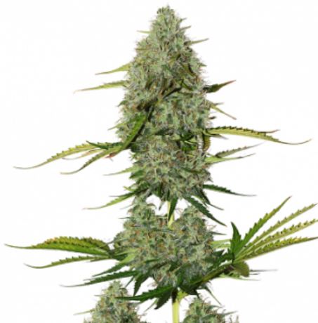 Critical Maxi Auto Alien Seeds