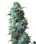 Mazar Auto Alien Seeds