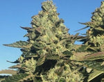 Mazar Auto Alien Seeds